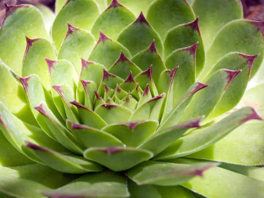 Rosette de joubarbe vue de dessus, feuilles charnues vert tendre aux pointes rouges enroulées vers le centre.