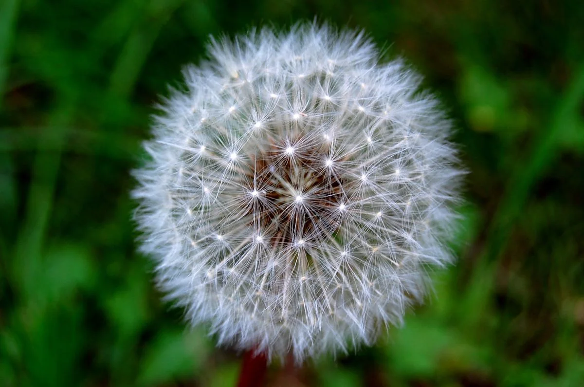 Gros plan sur une fleur de pissenlit montée en graines, aigrettes intactes sur fond d’herbe verte.