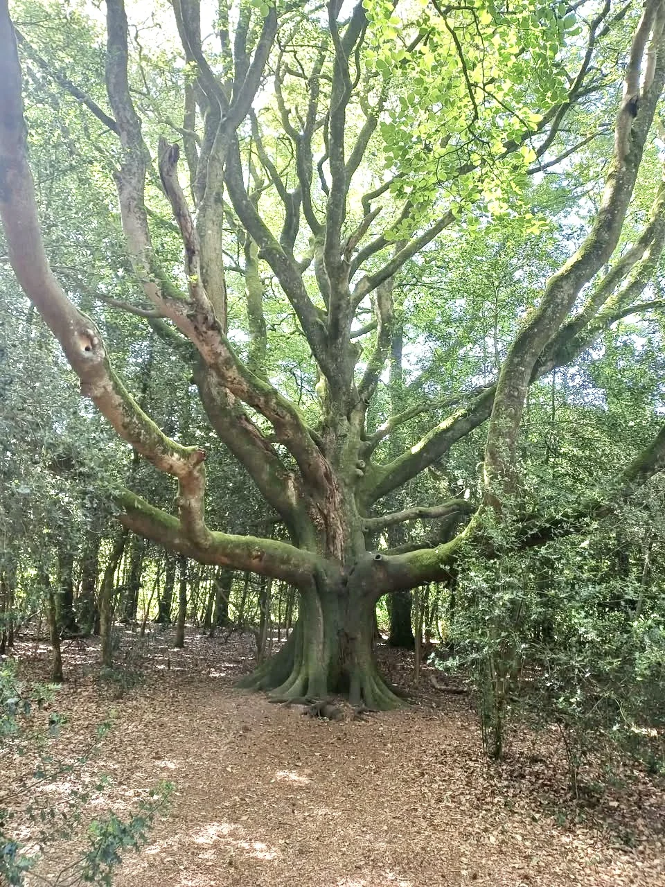 Un grand arbre aux branches largement déployées, dans la lumière d’un sous-bois.