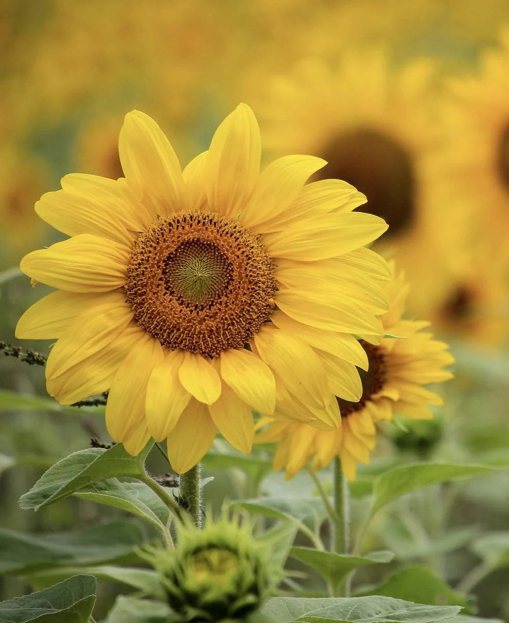 Tournesol épanoui au premier plan, d’autres fleurs jaunes floues derrière lui.