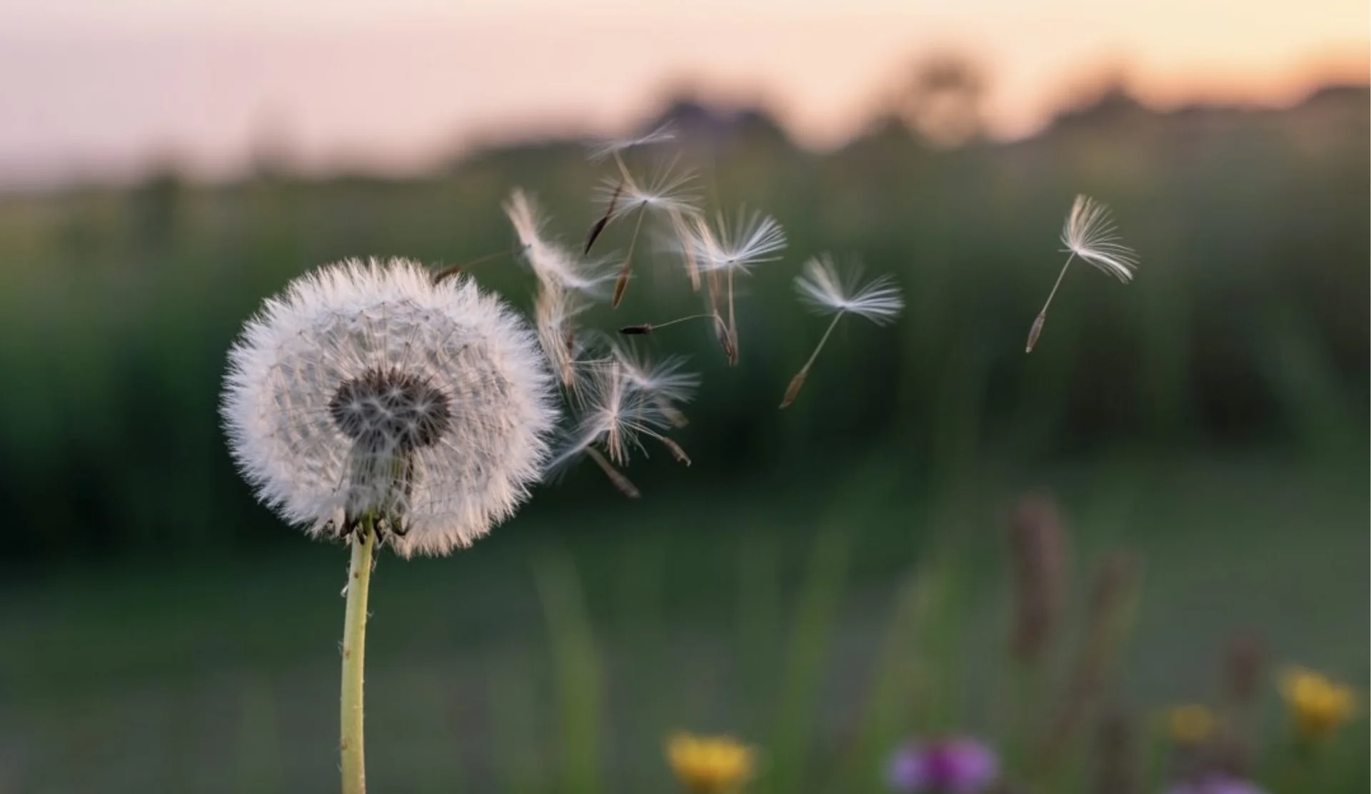 Pissenlit dont les akènes s’envolent au vent, au crépuscule au-dessus d’une prairie.